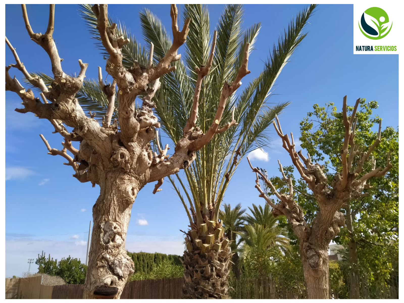 Natura Servicios - Jardinería