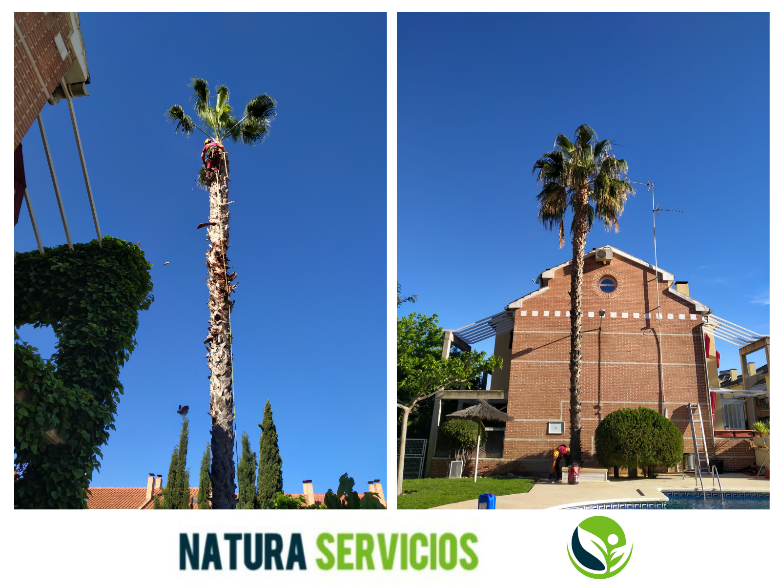 Natura Servicios - Poda palmera